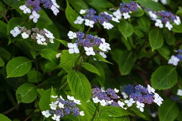 Hortensia flor Stock Photos, Royalty Free Hortensia flor Images | Depositphotos Hortensia flor Stock Photos, Royalty Free Hortensia flor Images | Depositphotos