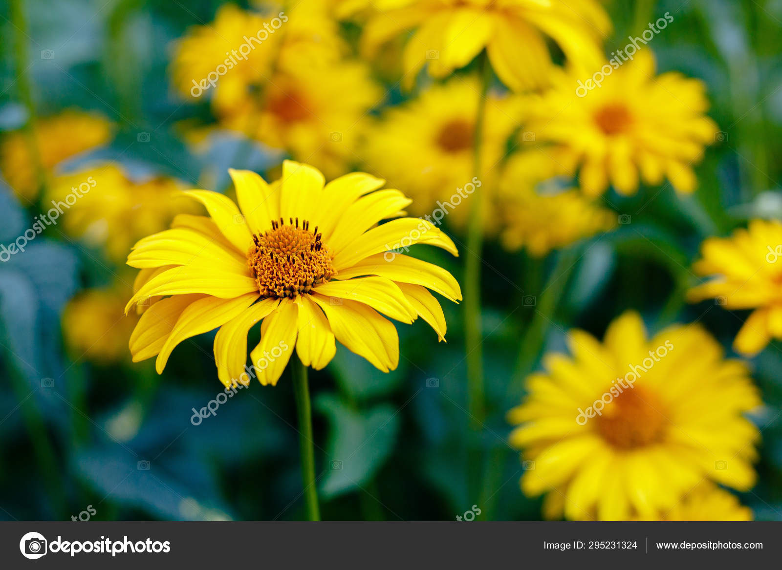 Yellow Daisies Flower Bed Genus Herbaceous Annuals Perennials Heliopsis