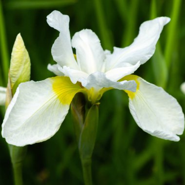 Sibirya iris çiçekleri (iris sibirica) bahçede yeşil bir arka plan üzerinde