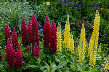 Lupin çiçekleri (Lupinus cinsi) yaz bahçesinde