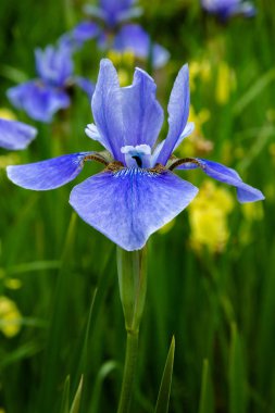 Sibirya iris çiçekleri (iris sibirica) bahçede yeşil bir arka plan üzerinde