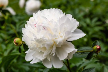 çiçekli peonies bahçede