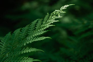 Orman bitkileri ile yeşil tropikal arka plan. Eğrelti otu yapraklarının arka planı