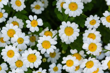 Chamomiles, papatyalar, pyrethrum çiçek arka plan