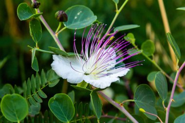 Kapari çalı (capparis spinosa) çiçekleri kapatın. Mor ve beyaz çiçekler caperous dikenli. Capparis spinosa, kapari çalı, ayrıca Flinders gül denir. Egzotik çiçekler