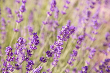 Lavanta çiçekleri ile güzel yaz manzarası