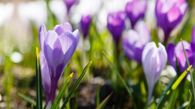 Çiğdem, çoğul crocuses iris ailesinde çiçekli bitkilerin bir cinstir. Bir demet timsah, timsahlarla dolu bir çayır.
