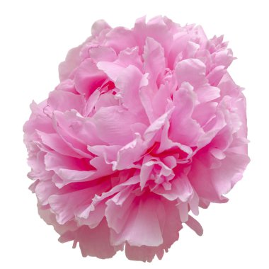 Taze şakayık çiçeği, yakından görünüm