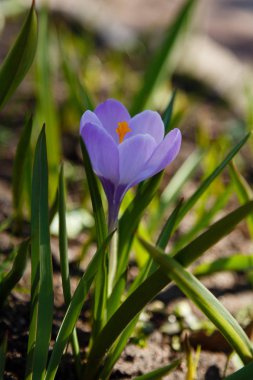 Çiğdem, çoğul crocuses iris ailesinde çiçekli bitkilerin bir cinstir. Bir demet timsah, timsahlarla dolu bir çayır.