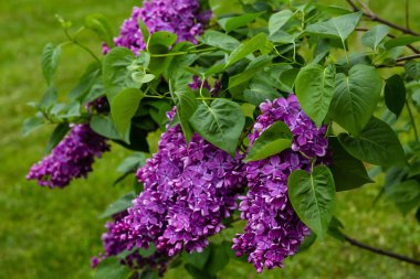 Bahçede çiçek açan leylak (Syringa). Doğal arka planda güzel mor leylak çiçekleri