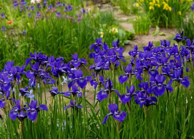 Sibirya iris çiçekleri (iris sibirica) bahçede yeşil bir arka plan üzerinde