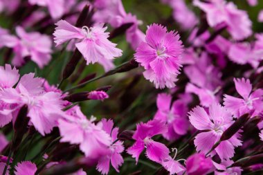 Yaz bahçesinde Dianthus plumarius. Kaya bahçesinde çiçeklenme çeşitleri ortak pembe Dianthus plumarius