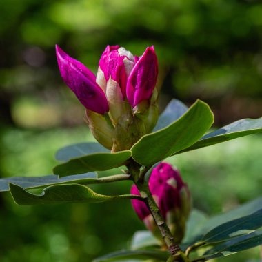 Bahar bahçesinde çiçekli rhododendrons