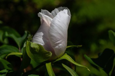 çiçekli peonies bahçede