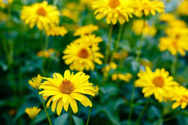 Çiçek yatağında sarı papatyalar. Otsu yıllıklar ve çok yıllık heliopsis cinsi (Heliopsis).