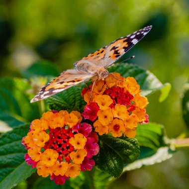 Tropik bir bitki lantana camara güzel çiçekler. Parlak yaz çiçek arka plan. Çiçek Lantana camara