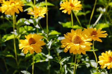 Çiçek yatağında sarı papatyalar. Otsu yıllıklar ve çok yıllık heliopsis cinsi (Heliopsis).
