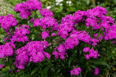 yeşil arka planda bahçede Dianthus çiçekleri