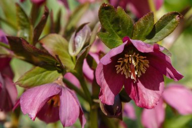 Lenten Gül (Helleborus caucasicus) bahçede. Helleborus abchasicus A.Braun bahar bahçesinde