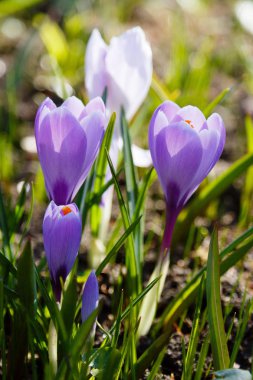 Çiğdem, çoğul crocuses iris ailesinde çiçekli bitkilerin bir cinstir. Bir demet timsah, timsahlarla dolu bir çayır.