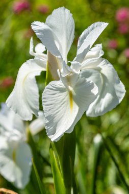 Yaz bahçesinde Xiphium. Xiphium çok yıllık soğanlı bitkilerdir