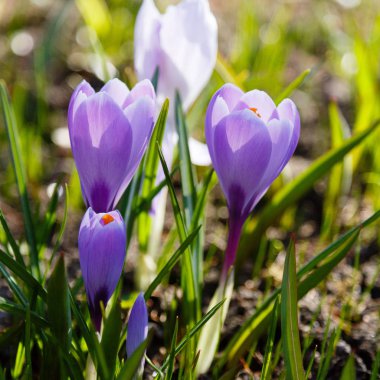 Çiğdem, çoğul crocuses iris ailesinde çiçekli bitkilerin bir cinstir. Bir demet timsah, timsahlarla dolu bir çayır.
