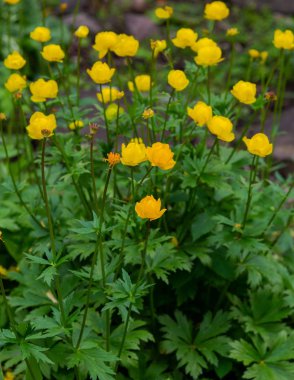 Küre çiçeği. Sarı çiçekler Trollius veya globeflower. (lat. Trllius) Ranunculaceae familyasından çok yıllık otsu bitkilerden oluşan bir cins