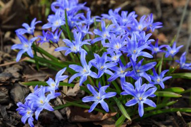 Çiçek açmış mavi bahar çiçekleri. Bahçedeki Chionodoxa luciliae. Chionodoxa renkli yıldızlar şeklinde güzel çiçeklerle çok uzun ömürlüdür.