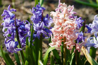 Bahçede çiçek açan sümbüller, sümbül çiçekleri...