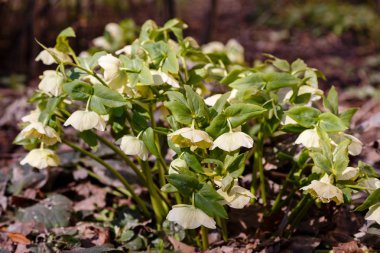 Hellebore bahçede çiçek açıyor