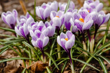 Çiğdem, çoğul crocuses iris ailesinde çiçekli bitkilerin bir cinstir. Bir demet timsah, timsahlarla dolu bir çayır.