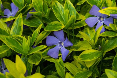 Bahar bahçesinde periwinkle mor mavi çiçekler (vinca minör). Vinca minör L. - cüce periwinkle, küçük periwinkle, ortak periwinkle, mersin, sürünen mersin