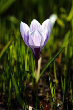 Çiğdem, çoğul crocuses iris ailesinde çiçekli bitkilerin bir cinstir. Bir demet timsah, timsahlarla dolu bir çayır.