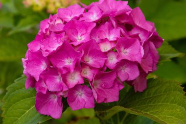 Ortanca çiçekleri açar. Kaplarda süs bitkileri ile Ortanca Bush.