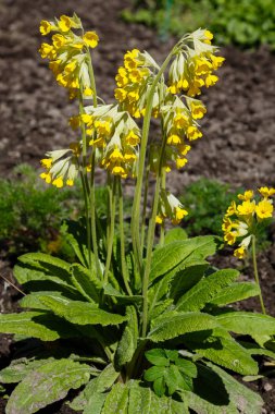 Bahar bahçesinde çiçek açan primula çiçekleri