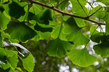 Botanik bahçesinde genç ağaç Ginkgo biloba. Bahçede Ginkgo biloba ağacı güven. Bahçede şifalı bitkiler