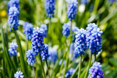 Muscari çiçekleri, Muscari armeniacum, Üzüm Sümbüller bahar çiçekleri nisan ve mayıs aylarında çiçek. Mavi çiçekli Muscari armeniacum bitkisi