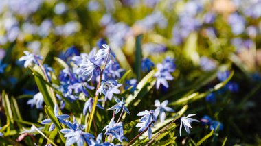 bahar bahçesinde Eritrosit çiçekleri. Çok yıllık otsu soğanlı bitki, Lily ailesinin cinsi. Dağ ormanlarının erken ilkbahar efemeroid
