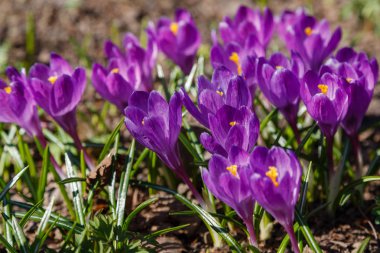 Çiğdem, çoğul crocuses iris ailesinde çiçekli bitkilerin bir cinstir. Bir demet timsah, timsahlarla dolu bir çayır.