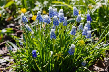 Muscari çiçekleri, Muscari armeniacum, Üzüm Sümbüller bahar çiçekleri nisan ve mayıs aylarında çiçek. Mavi çiçekli Muscari armeniacum bitkisi