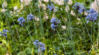 Allium bahar bahçesinde deşifre eder. Bahçede süs soğanı bitki si yetiştir