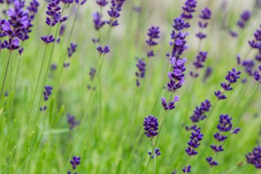 Lavanta çiçekleri ile güzel yaz manzarası
