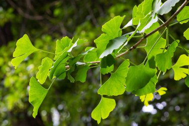 Botanik bahçesinde genç ağaç Ginkgo biloba. Bahçede Ginkgo biloba ağacı güven. Bahçede şifalı bitkiler