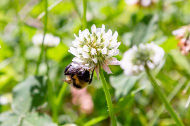 Bir arı beyaz bir yonca (Trifolium tövbe) çiçek nektar toplar. Doğal arka plan. Bitkilerin tozlaşması