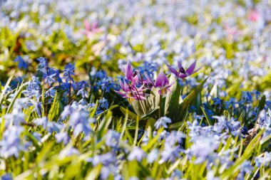 bahar bahçesinde Eritrosit çiçekleri. Çok yıllık otsu soğanlı bitki, Lily ailesinin cinsi. Dağ ormanlarının erken ilkbahar efemeroid