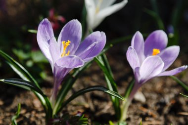 Pulsatilla yaygın isimlerin patentini Doğu pasqueflower, Prairie crocus ve bahar bahçesinde kesim yaprağı şakayığı alır. Çiçek arka planı.