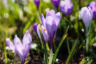Çiğdem, çoğul crocuses iris ailesinde çiçekli bitkilerin bir cinstir. Bir demet timsah, timsahlarla dolu bir çayır.
