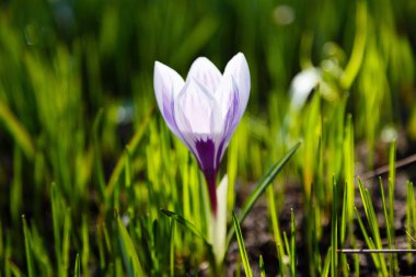 Çiğdem, çoğul crocuses iris ailesinde çiçekli bitkilerin bir cinstir. Bir demet timsah, timsahlarla dolu bir çayır.