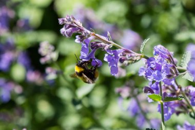 Nepeta veya Catnip çiçek çiçekleri. Yaz çiçek arka plan. Yaz bahçesinde şifalı bitkiler ve bitkiler-bal bitkileri