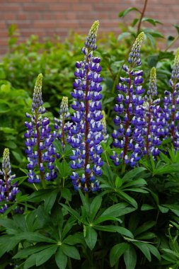 Lupin çiçekleri (Lupinus cinsi) yaz bahçesinde
